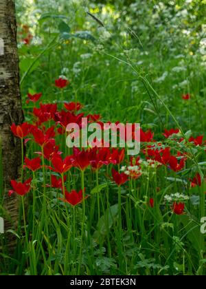 Mozzafiato Cow prezzemolo & Tulip Meadow al Reveley Lodge Gardens, Herfordshire. Gloria di primavera tarda sul sole baciato giorno come Coronavirus Lockdown eases. Foto Stock