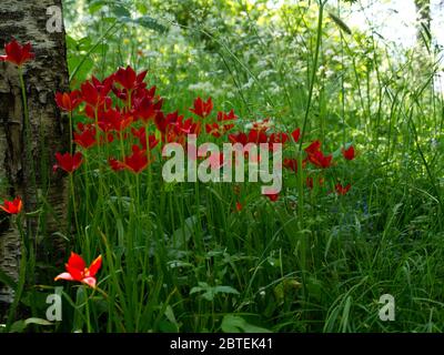Mozzafiato Cow prezzemolo & Tulip Meadow al Reveley Lodge Gardens, Herfordshire. Gloria di primavera tarda sul sole baciato giorno come Coronavirus Lockdown eases. Foto Stock