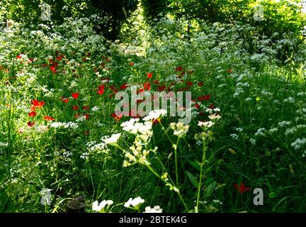 Mozzafiato Cow prezzemolo & Tulip Meadow al Reveley Lodge Gardens, Herfordshire. Gloria di primavera tarda sul sole baciato giorno come Coronavirus Lockdown eases. Foto Stock