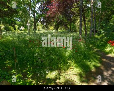 Mozzafiato Cow prezzemolo & Tulip Meadow al Reveley Lodge Gardens, Herfordshire. Gloria di primavera tarda sul sole baciato giorno come Coronavirus Lockdown eases. Foto Stock