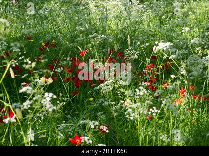 Mozzafiato Cow prezzemolo & Tulip Meadow al Reveley Lodge Gardens, Herfordshire. Gloria di primavera tarda sul sole baciato giorno come Coronavirus Lockdown eases. Foto Stock