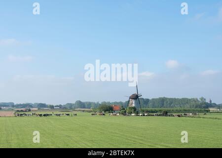 Mucche vicino vecchio mulino a vento nella campagna olandese vicino a Lienden nei paesi bassi Foto Stock