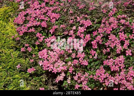 Clematis montana 'Broughton Star' buio pnk fioritura ornamentale giardino scalatore su un muro di casa in primavera, Berkshire, maggio Foto Stock