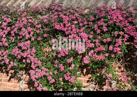 Clematis montana 'Broughton Star' buio pnk fioritura ornamentale giardino scalatore su un muro di casa in primavera, Berkshire, maggio Foto Stock