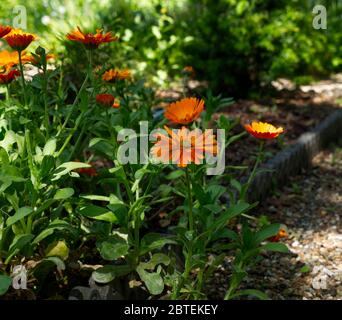 Reverley Lodge Gardens, Hertfordshire. Il Lockdown del coronavirus è facilitato poichè i marigolds del giardino della primavera tarda sono in abbondanza. Sole giorno inglese Foto Stock