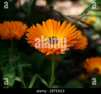 Reverley Lodge Gardens, Hertfordshire. Il Lockdown del coronavirus è facilitato poichè i marigolds del giardino della primavera tarda sono in abbondanza. Sole giorno inglese Foto Stock