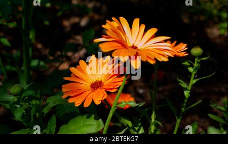 Reverley Lodge Gardens, Hertfordshire. Il Lockdown del coronavirus è facilitato poichè i marigolds del giardino della primavera tarda sono in abbondanza. Sole giorno inglese Foto Stock