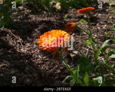 Reverley Lodge Gardens, Hertfordshire. Il Lockdown del coronavirus è facilitato poichè i marigolds del giardino della primavera tarda sono in abbondanza. Sole giorno inglese Foto Stock