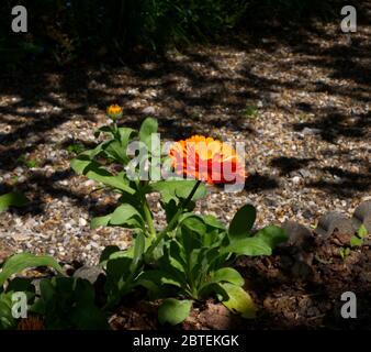 Reverley Lodge Gardens, Hertfordshire. Il Lockdown del coronavirus è facilitato poichè i marigolds del giardino della primavera tarda sono in abbondanza. Sole giorno inglese Foto Stock