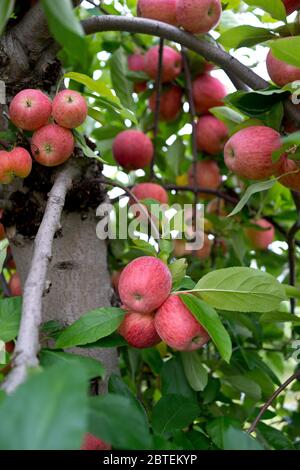 Mele di gala biologiche sull'albero. Scegli la tua fattoria di mele nel New Jersey, Stati Uniti Foto Stock