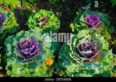 Cavolo decorativo, Kale ornamentale, in latino Brassica oleracea var. Acephala. Sfondo autunno con cavolo decorativo o calza ornamentale di verde A. Foto Stock