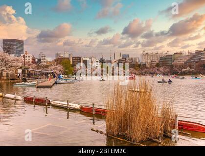 tokyo, giappone - marzo 30 2020: Erba di sususuguki secca di fronte al pontile dello stagno di Shinobazu circondato da fiori di ciliegio dove le coppie godono di forma d'anatra Foto Stock