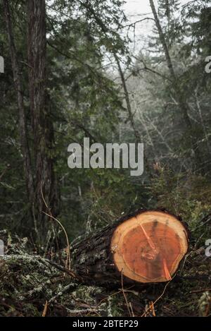 Deforestazione delle antiche sequoie nella contea di Humboldt, California del Nord Foto Stock