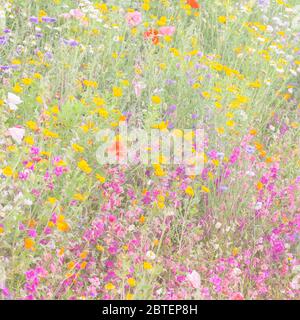 Prato olandese in estate con fiori selvatici freschi e colorati Foto Stock