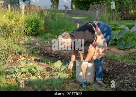 Gärtnern im Hausgarten - Gemüsegarten Foto Stock