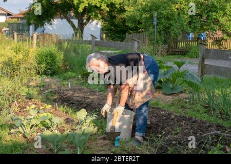 Gärtnern im Hausgarten - Gemüsegarten Foto Stock