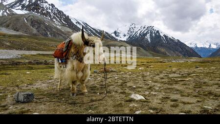 Bella Yak in montagna, vicino al confine con la Cina Pak, Khunjerab Pass Foto Stock