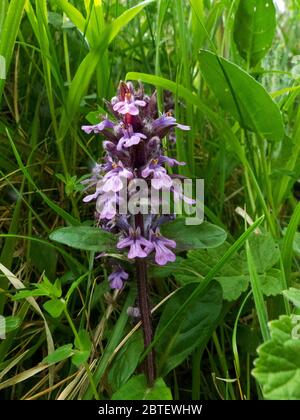 Il Bugle piramidale è un fiore primaverile facile da individuare e diffuso dei boschi decidui delle Isole Britanniche. Foto Stock