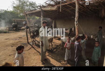 Animali domestici capra e pecore che si trovano all'interno DI UNA Casa di Villager a Sindh Pakistan 27/08/2017 Foto Stock