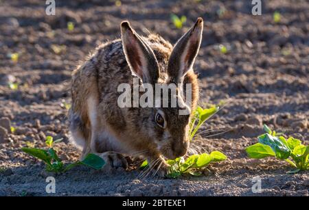 lepre predica su giovani piante verdi nel campo Foto Stock