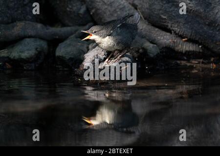 Il tuffatore che volava sedette sulle radici dell'albero dal fiume che chiede il cibo come un adulto vola vicino Foto Stock