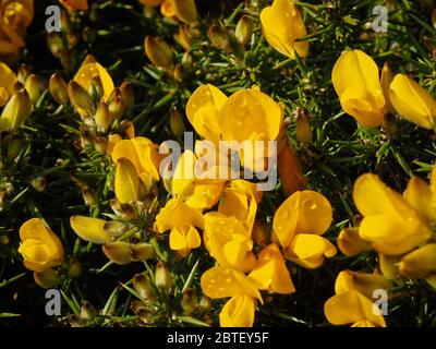 Macro foto di gola comune, ulex europeaus, Irlanda, primavera Foto Stock