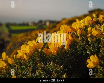 Macro foto di gola comune, ulex europeaus, Irlanda, primavera Foto Stock