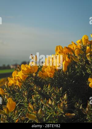 Macro foto di gola comune, ulex europeaus, Irlanda, primavera Foto Stock