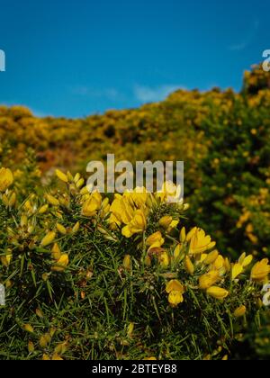 Macro foto di gola comune, ulex europeaus, Irlanda, primavera Foto Stock