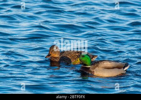 Un paio di mallards (Anas platyrhynchos) che nuotano in acqua Foto Stock