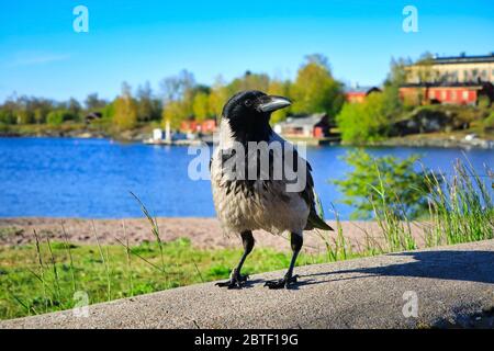 Corvo Hooded, Cornice Corvus, arroccato da vicino sul terrapieno in uno splendido paesaggio marino in una mattina di primavera soleggiata, con mare blu e cielo. Foto Stock