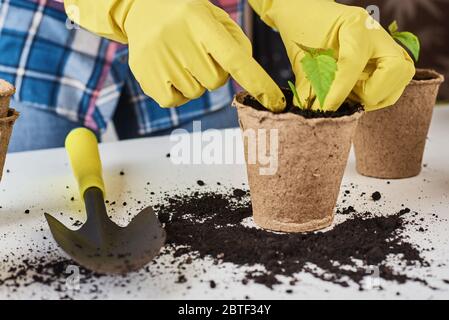 Donna mani in guanti gialli piante di transplanting. Concetto di cura delle piante Foto Stock