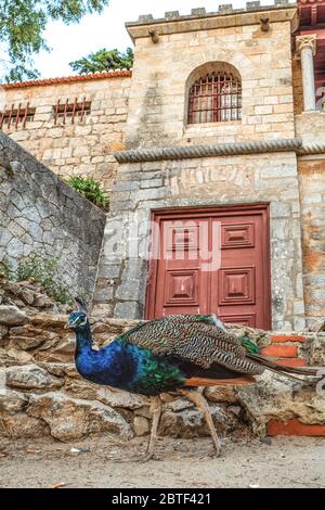 Europa, Portogallo, Caiscas. Un pavone di fronte alla porta posteriore del Palácio dos Condes de Castro Guimarães. Foto Stock