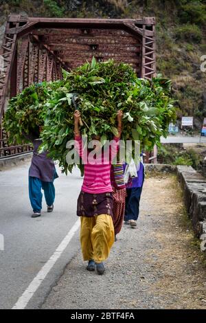 Editoriale. Data: 6 gennaio,2020 location:dehradun uttarkhand India. Le donne che trasportano il mangime del bestiame sulla loro testa. Foto Stock