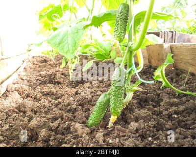 Giovani frutti freschi di cetriolo coltivati in campo aperto. Piantagioni di cetrioli. Cetrioli in crescita in serre. Lavorare con piante, coltivando organico Foto Stock