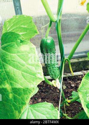 Giovani frutti freschi di cetriolo coltivati in campo aperto. Piantagioni di cetrioli. Cetrioli in crescita in serre. Lavorare con piante, coltivando organico Foto Stock