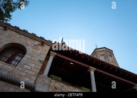 Europa, Portogallo, Caiscas. Un pavone sul tetto del Palácio dos Condes de Castro Guimarães. Foto Stock