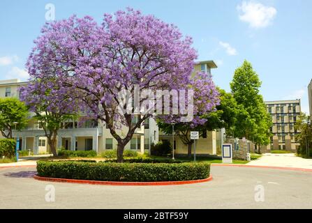 FULLERTON CALIFORNIA - 23 MAGGIO 2020: Alloggi per studenti nel campus della California state University Fullerton, e Jacaranda Tree. Foto Stock