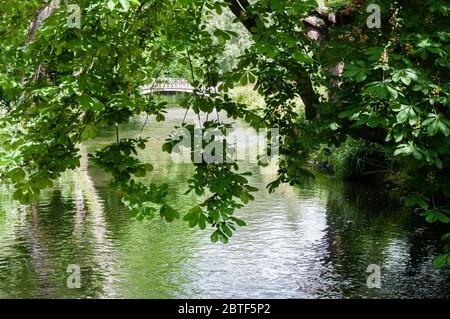 Il fiume Wandle serpeggianti attraverso ombrosi boschi a Morden Hall Park nel sud-ovest di Londra. Foto Stock