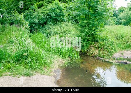 Il fiume Wandle serpeggianti attraverso ombrosi boschi a Morden Hall Park nel sud-ovest di Londra. Foto Stock