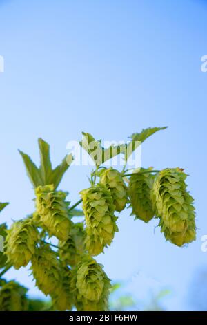 Coni Hop maturi sulla vite 'Humulus lupus'. Foto Stock