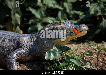 Yacare Caiman con Julia Butterfly sulla bocca del naso,caiman yacare - Brasile, Pantanal. Foto Stock