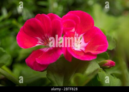 Fiori di geranio in un giardino Foto Stock