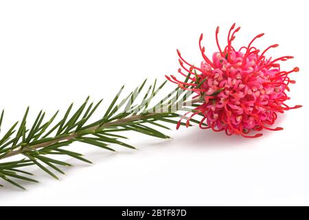 Grevillea juniperina fiore isolato su sfondo bianco Foto Stock