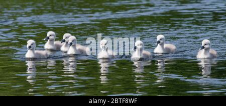 Swan e i suoi cartelli fotografie di Alan Peebles Foto Stock