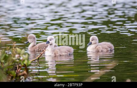 Swan e i suoi cartelli fotografie di Alan Peebles Foto Stock