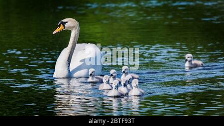 Swan e i suoi cartelli fotografie di Alan Peebles Foto Stock