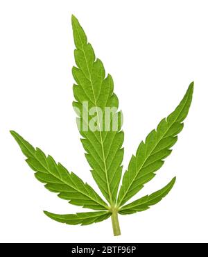 Foglia di canapa (canapa sativa) isolata su bianco Foto Stock