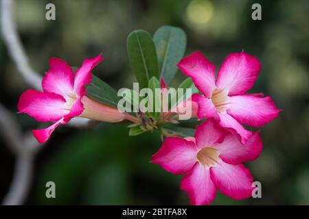 Fiori rosa di adenium in fiore con foglie verdi su sfondo sfocato. Foto Stock