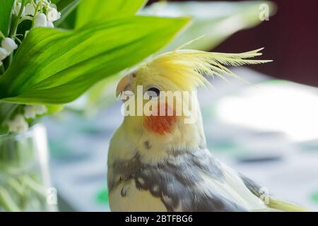 Corella parrot con le guance rosse e le piume lungo Foto Stock